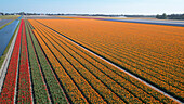 Holländische Tulpenfelder