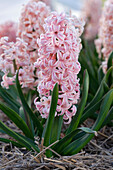 Hyazinthe (Hyacinthus) 'Firelight'