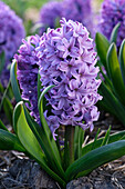 Hyazinthe (Hyacinthus) 'Purple Star'