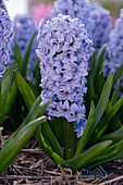 Hyazinthe (Hyacinthus) 'Koh-I-Noor'