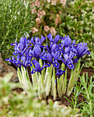 Netzblatt-Schwertlilie (Iris reticulata) 'Pixie'