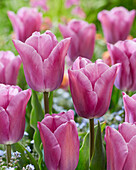 Tulipa Anjesca