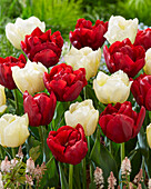 Tulpe (Tulipa) 'Verona', ' Scarlet Verona'
