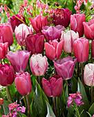 Tulipa mix