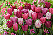 Tulipa mix