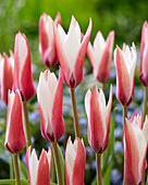 Tulpe (Tulipa) 'Peppermintstick'