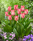 Tulipa Pink Sound