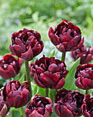 Tulpe (Tulipa) 'Palmyra'