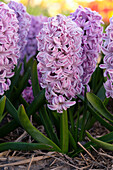 Hyacinthus Splendid Cornelia