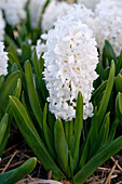 Hyazinthe (Hyacinthus) 'Louvre'