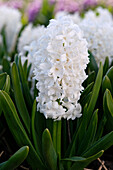 Hyazinthe (Hyacinthus) 'Louvre'