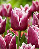 Tulpe (Tulipa) 'San Martin'