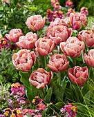 Tulpe (Tulipa) 'La Belle Epoque'