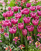 Tulpe (Tulipa) 'San Luiz'