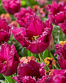 Tulipa San Clemente