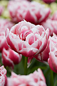 Tulpe (Tulipa) 'Dazzling Desire'