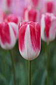 Tulipa Pink Cloud