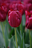 Tulpe (Tulipa) 'Mascara'