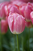 Tulipa Mark Pink
