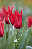 Tulpe (Tulipa) 'Isaak Chic'