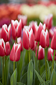 Tulpe (Tulipa) 'Love Potion'