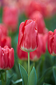 Tulpe (Tulipa) 'Bolray Price'
