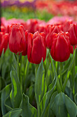 Tulpe (Tulipa) 'First Fire'