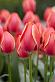 Tulpe (Tulipa) 'Kimberly'