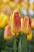 Tulpe (Tulipa) 'Strong Gold Flamed'