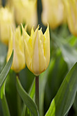 Tulpe (Tulipa) 'Florijn Chic'