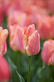 Tulpe (Tulipa) 'Passio Sweet'