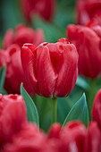 Tulpe (Tulipa) 'Red Giske'