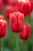 Tulpe (Tulipa) 'Invader'