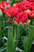 Tulpe (Tulipa) 'Pop Up Red'