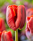 Tulpe (Tulipa) 'Serenade'