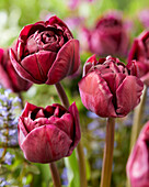 Tulipa Cassandra