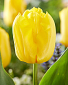 Tulpe (Tulipa) 'Saami'