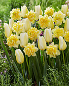Tulpe (Tulipa) 'Francoise', Narzissen (Narcissus) 'Sweet Pomponette'