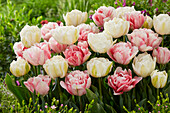 Tulpe (Tulipa) 'Foxtrot', 'Mount Tacoma'