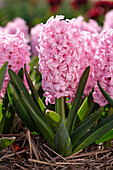 Hyazinthe (Hyacinthus) 'Pink Surprise'