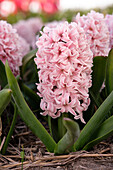 Hyacinthus Apricot Passion