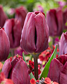 Tulpe (Tulipa) 'Purple Lady'