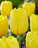 Tulpe (Tulipa) 'Outback'