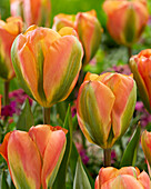 Tulpe (Tulipa) 'Marmalade'