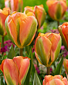 Tulipa Marmalade