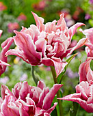 Tulpe (Tulipa) 'Ballade Exotic'