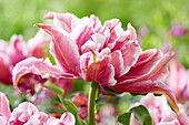 Tulpe (Tulipa) 'Ballade Exotic'