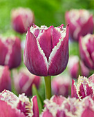 Tulpe (Tulipa) 'Fringed Mystery'