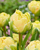 Tulpe (Tulipa) 'Bombastic Yellow'