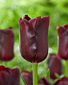 Tulpe (Tulipa) 'Magic Maroon'